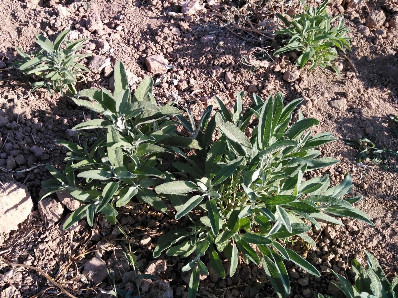 مریم گلی کوهی